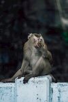 石臺上的猴子