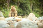 巖石上的獨(dú)坐猴子