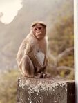 獨(dú)坐石上的猴子