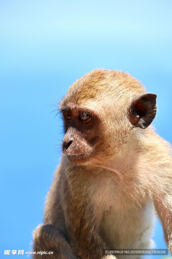 可愛(ài)小猴特寫(xiě)