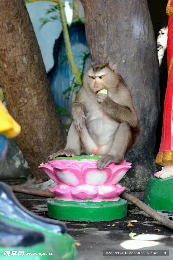 猴子坐于蓮花造型物件旁