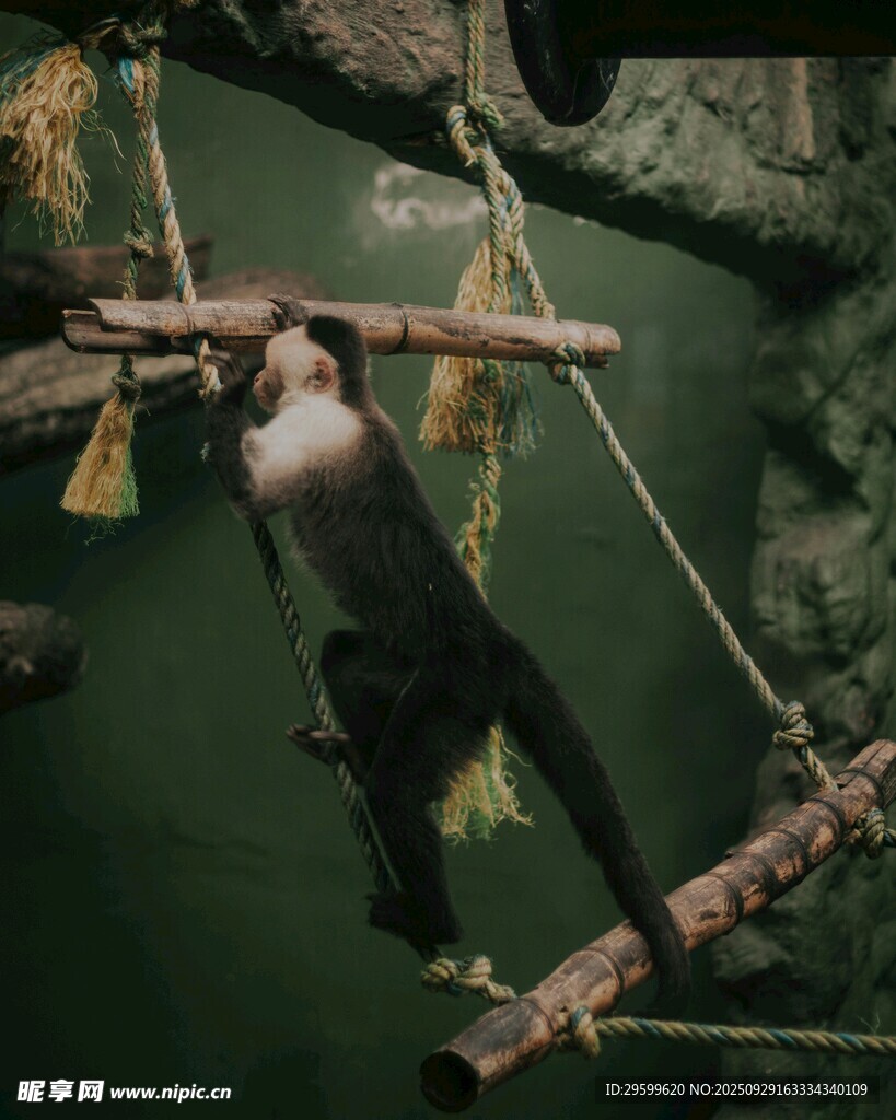 黑猩猩掛在繩橋下方