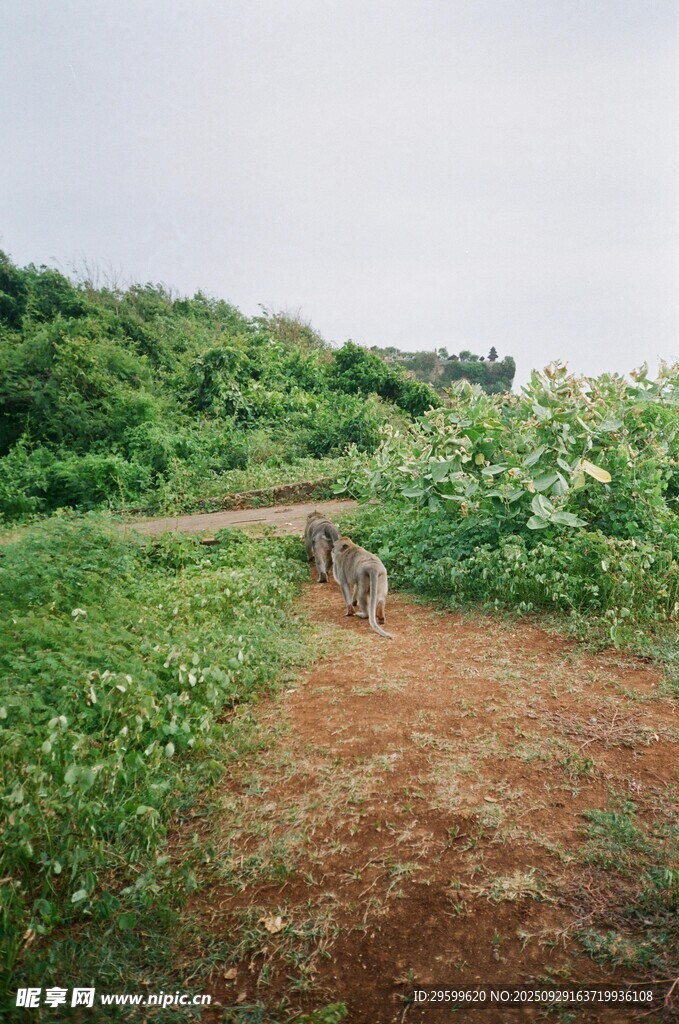 野外小徑旁的綠植與動物