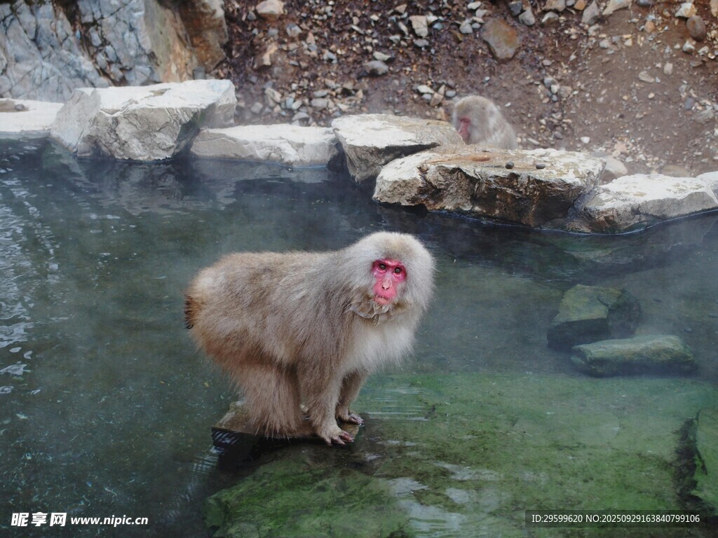 溫泉中的日本獼猴