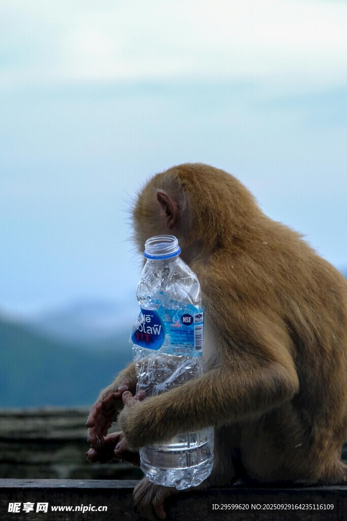 猴子手持水瓶眺望遠方
