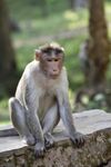 石上獨(dú)坐的獼猴