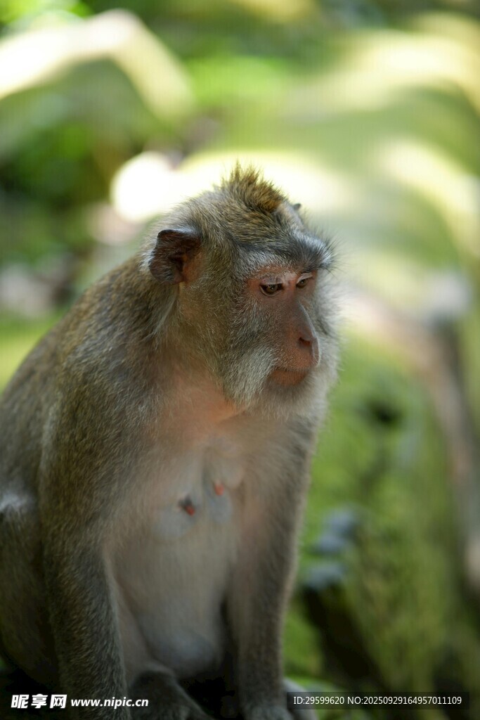 獨(dú)坐的獼猴