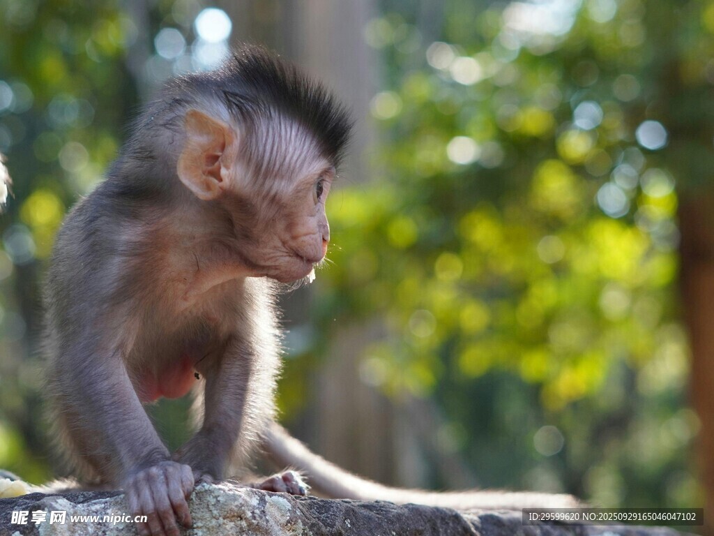 小猴子獨(dú)坐巖石
