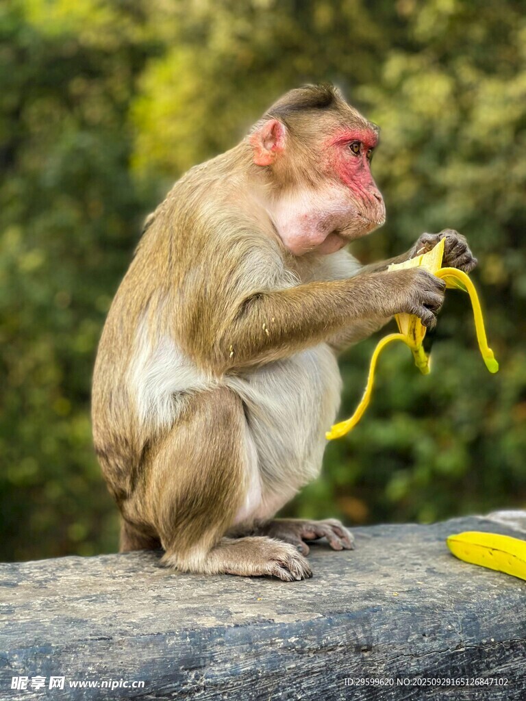 猴子專注剝食黃色香蕉