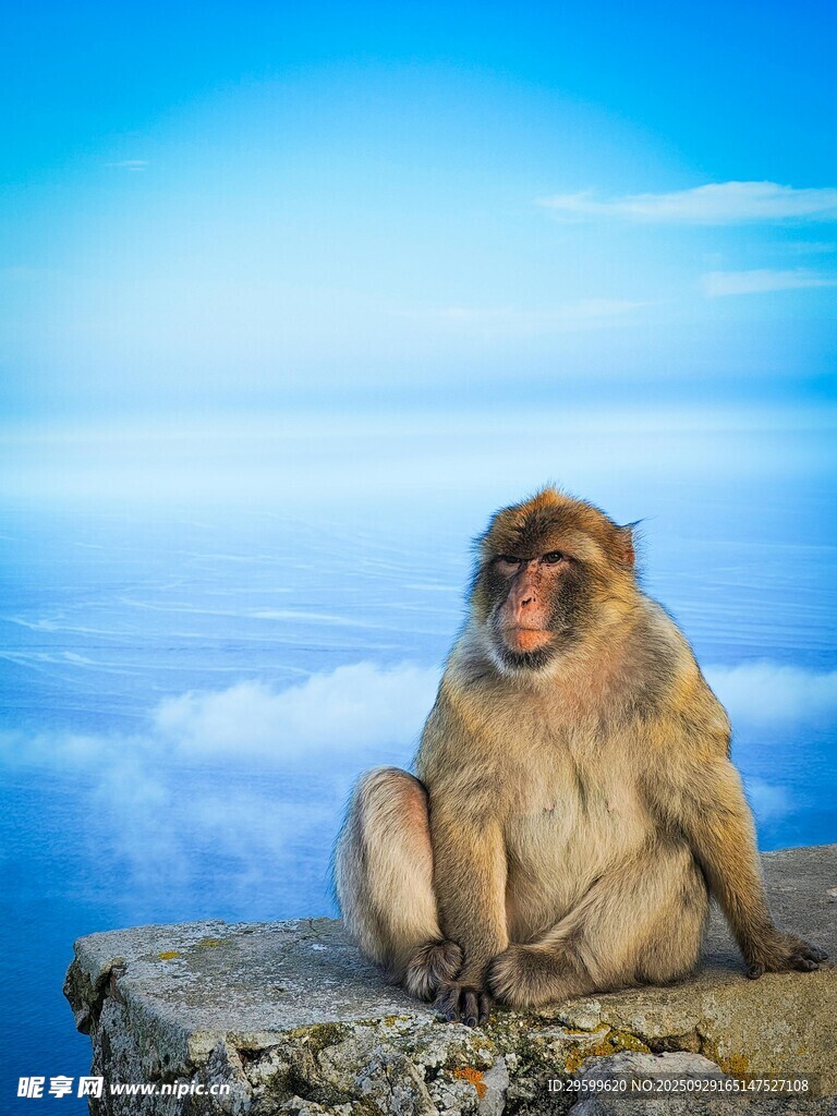 獨(dú)坐崖邊的猴子