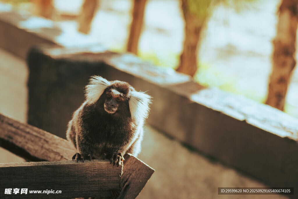 木欄上的猴子
