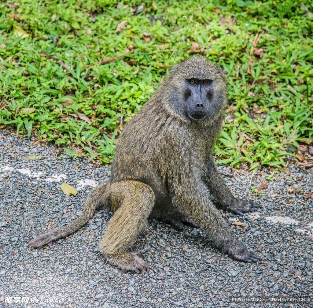 路邊坐立的猴子