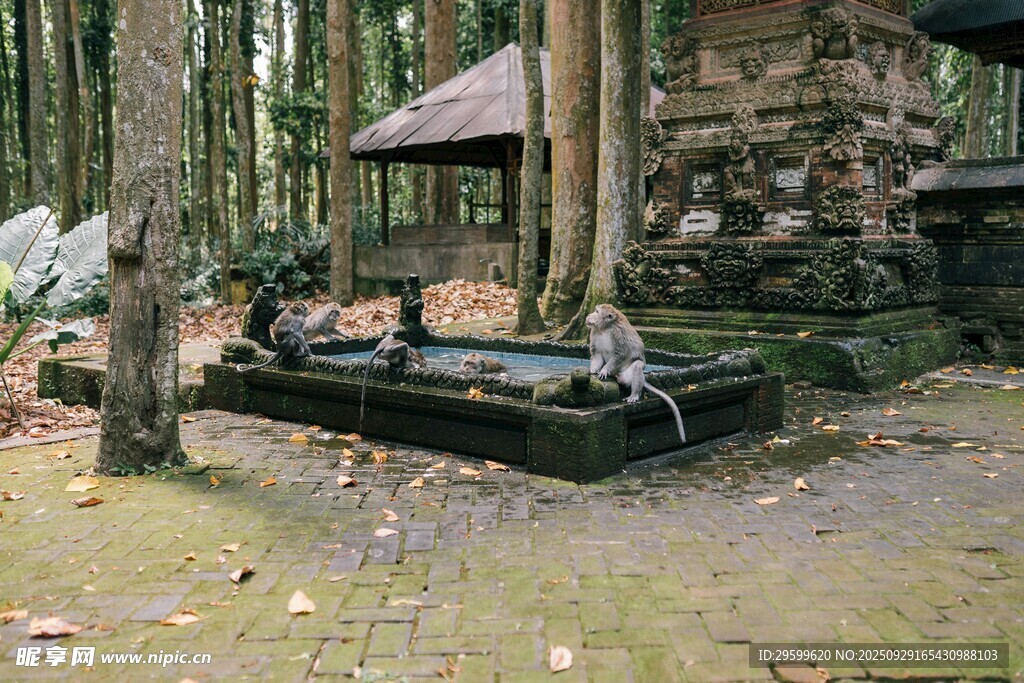 林間古樸小屋與石景