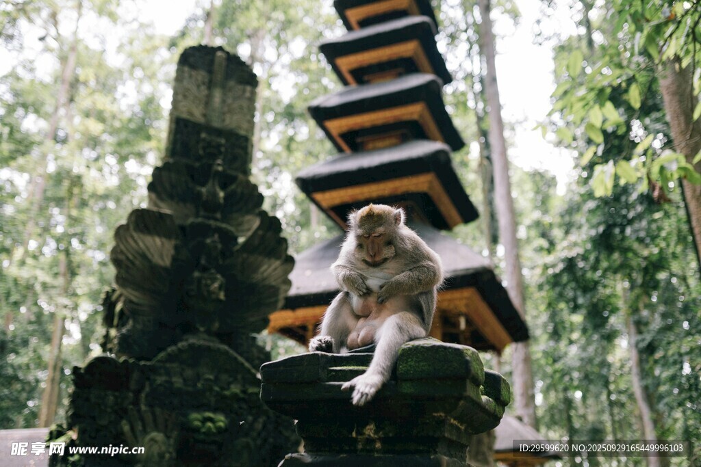 林中猴與古老多層塔
