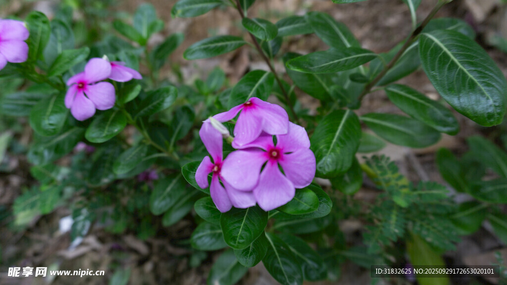 嬌艷綻放的粉色紫茉莉花