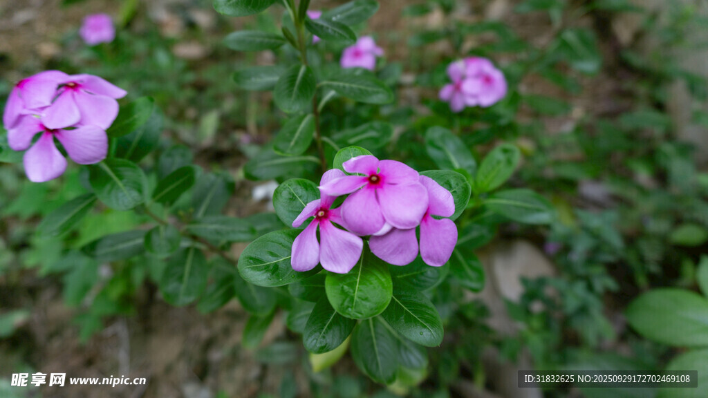 嬌艷粉色長(zhǎng)春花綻放