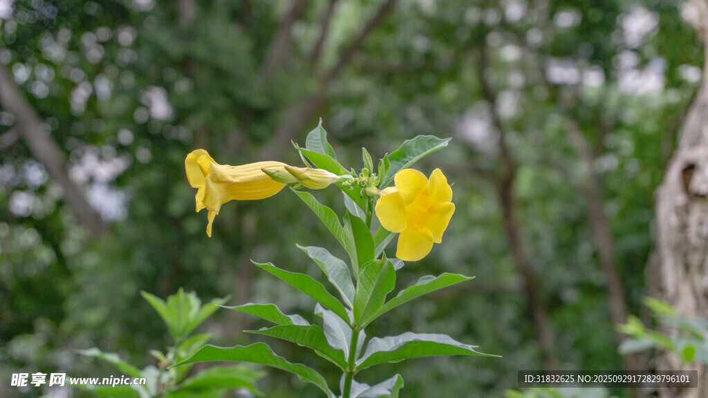 兩朵黃色喇叭狀花卉