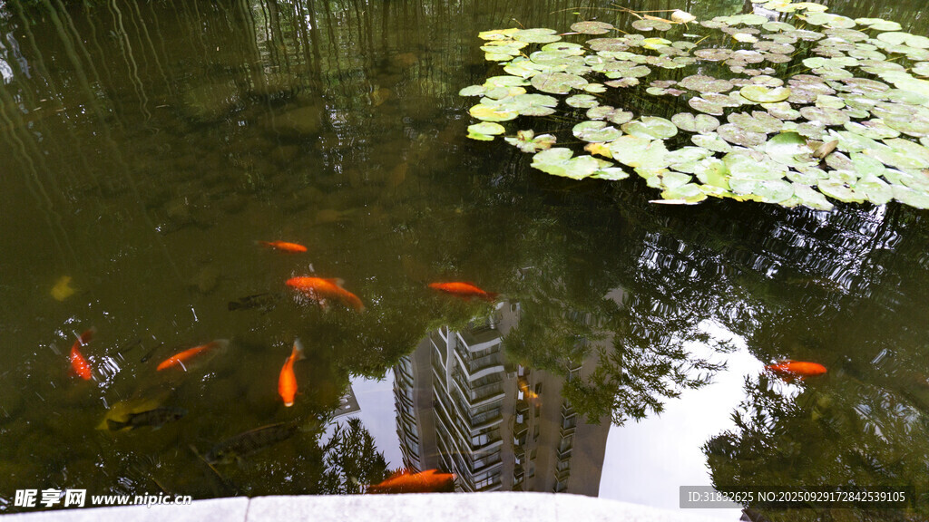 池塘中游動的多彩金魚
