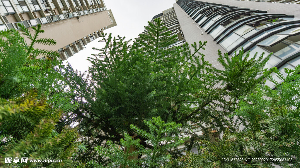 城市中的綠植景觀