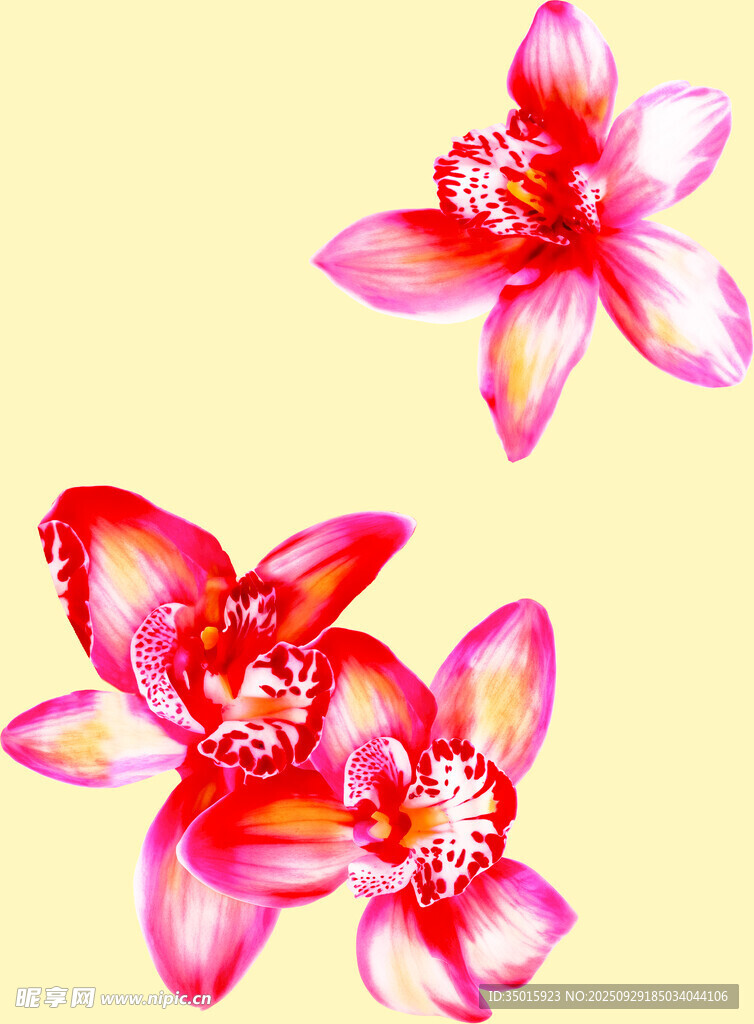 三朵嬌艷粉色花卉圖案