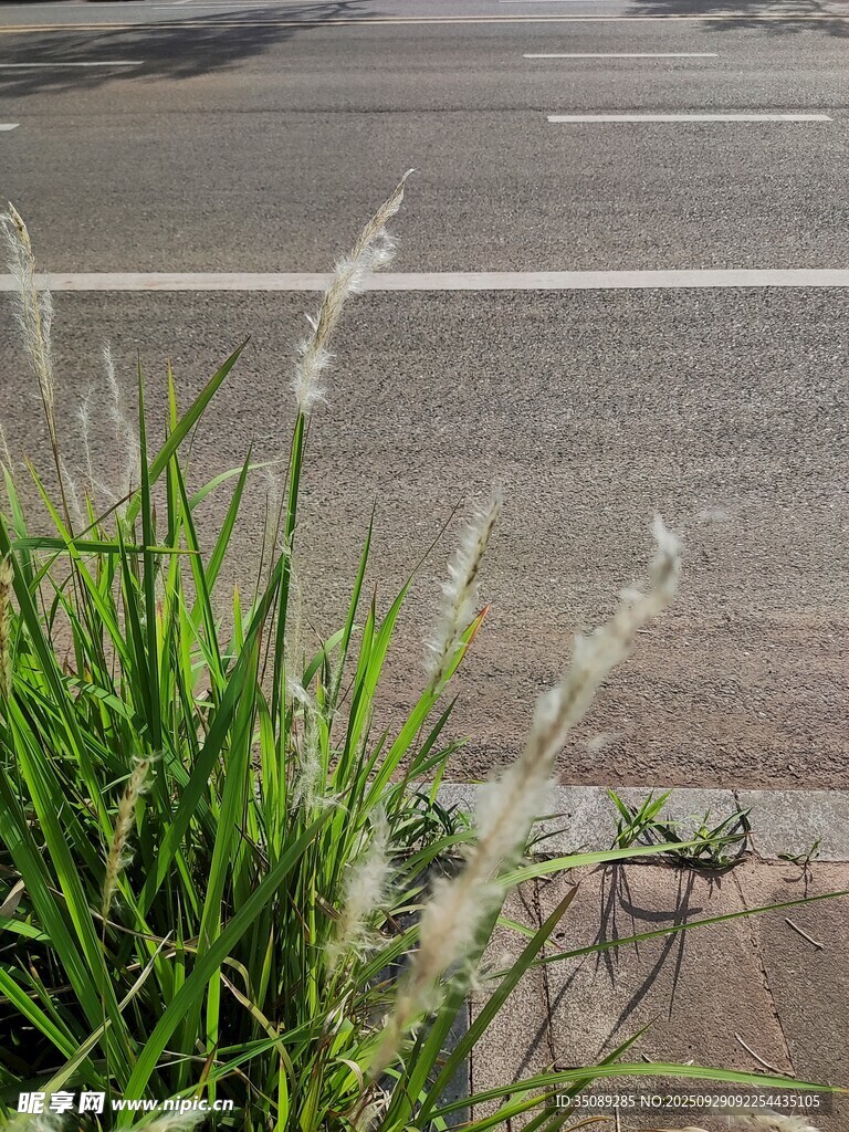 路邊搖曳的翠綠狗尾草