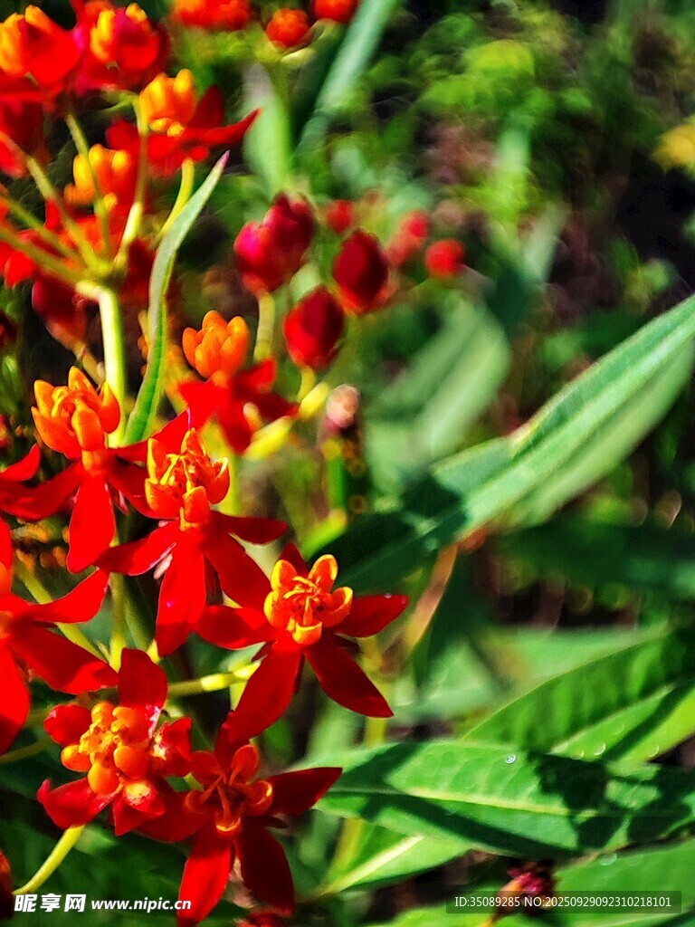 鮮艷紅色花卉特寫