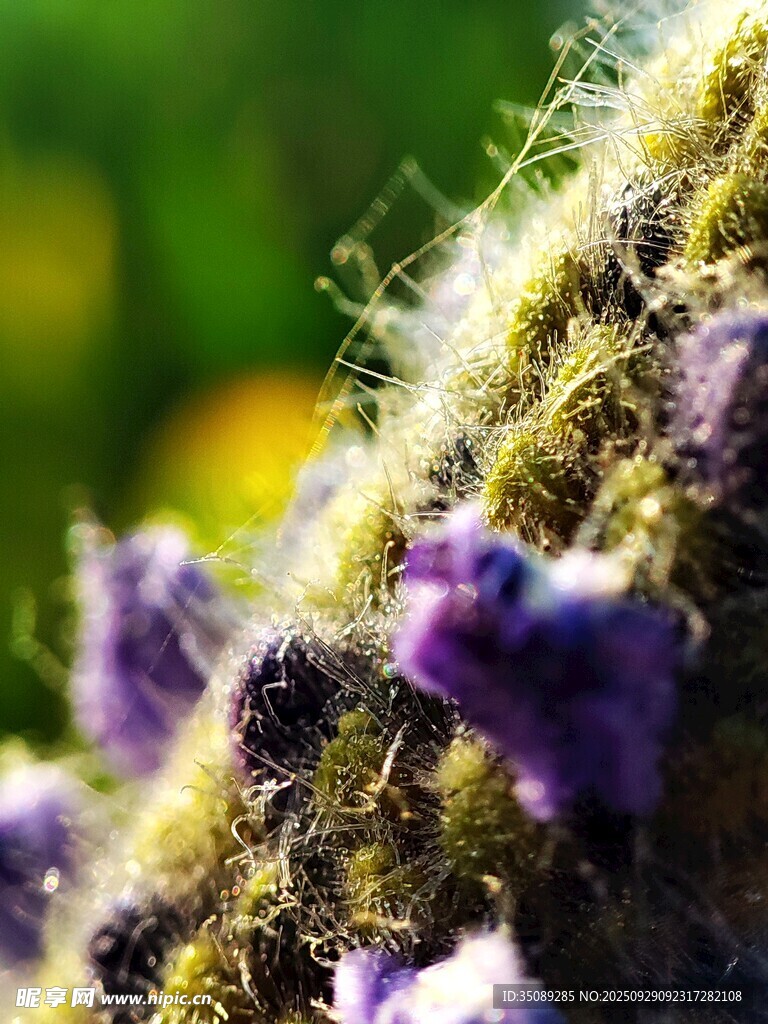 紫色絨毛植物特寫(xiě)