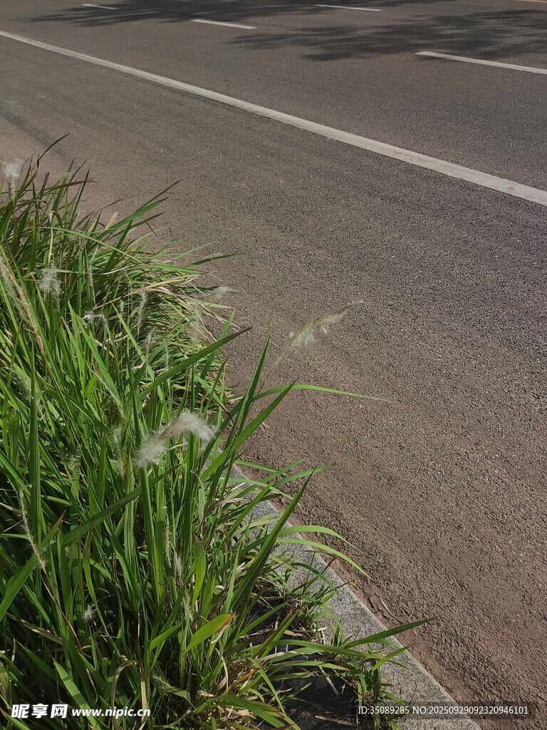 路邊翠綠青草