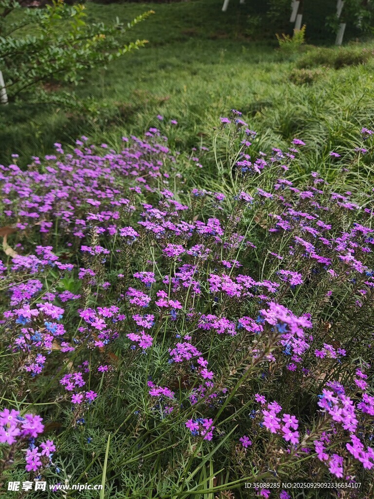 紫色野花綻放于綠意間