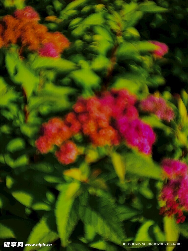多彩花卉綻放