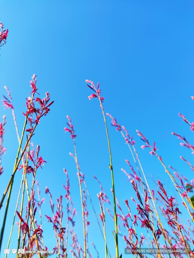 藍(lán)天映襯下的粉色花草