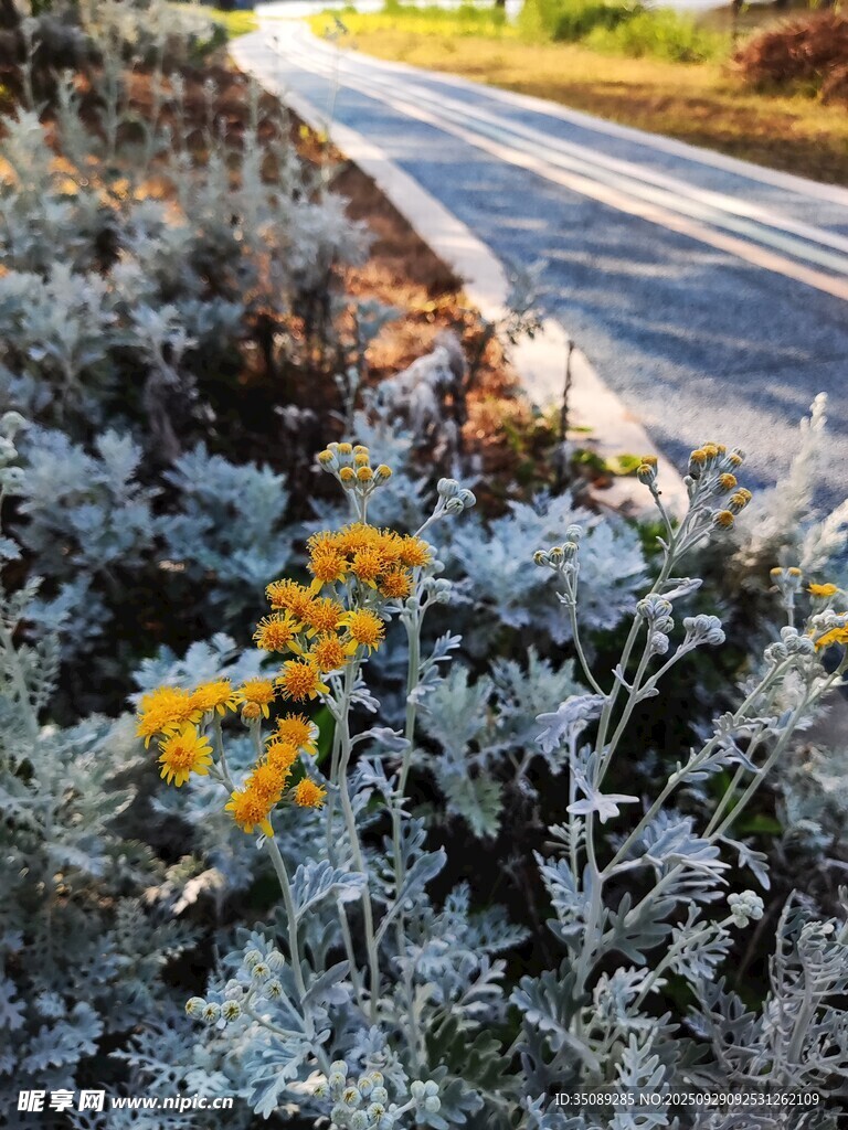 路邊綻放的黃色小花