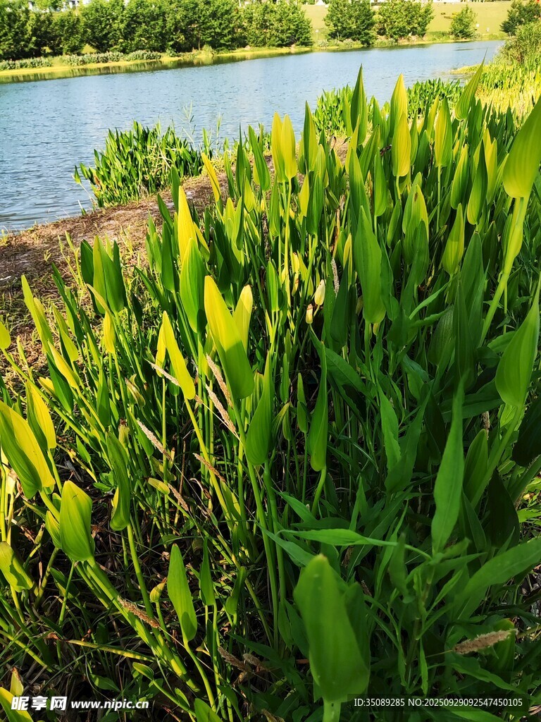 河畔翠綠植物生機(jī)勃勃