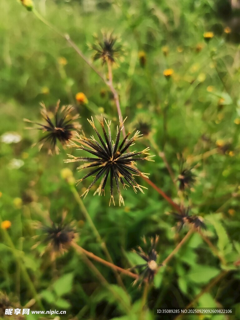 野外帶刺植物特寫