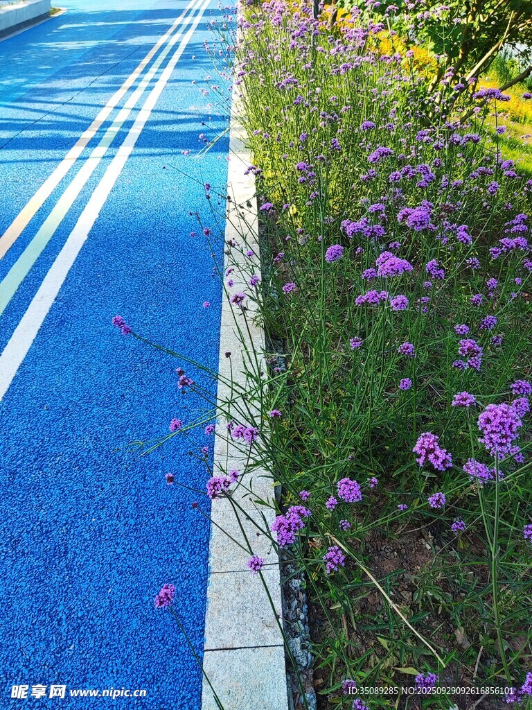藍(lán)色步道旁的爛漫花叢