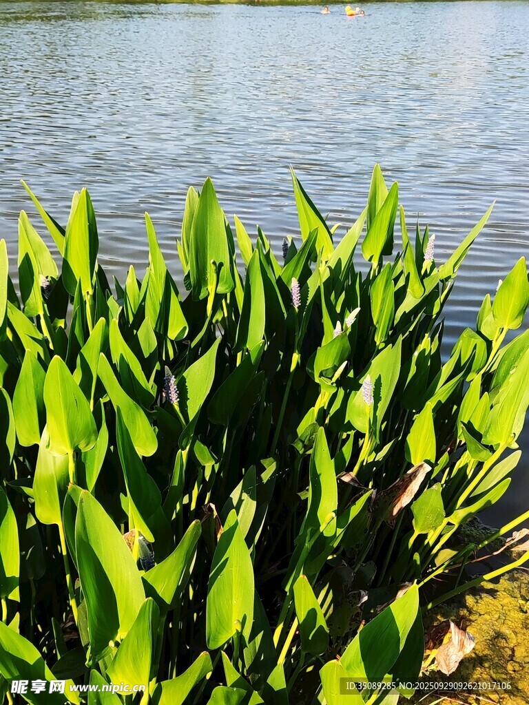 水邊翠綠植物生機(jī)勃勃