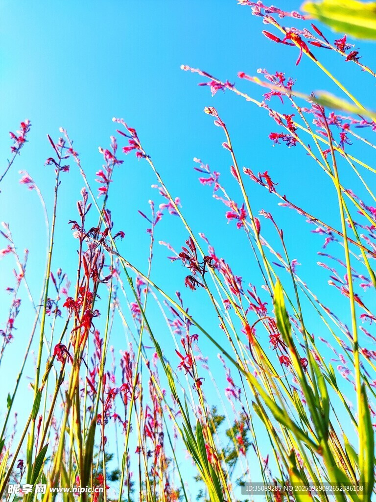 藍(lán)天映襯下的絢爛花草