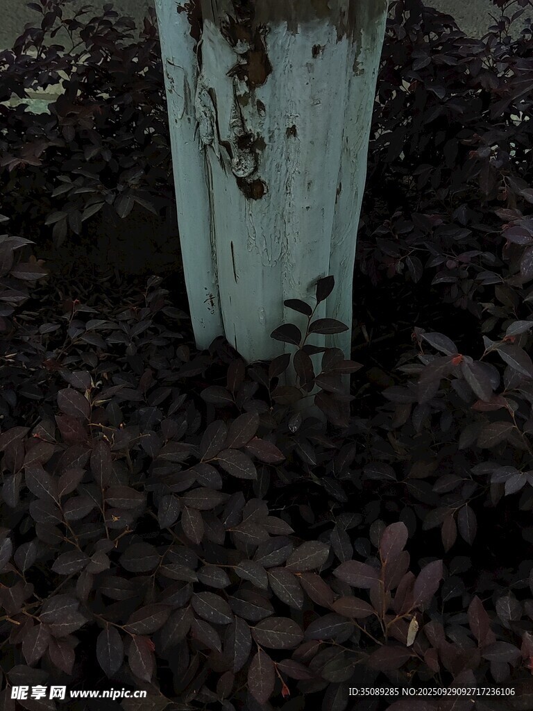 金屬桿旁的褐色落葉