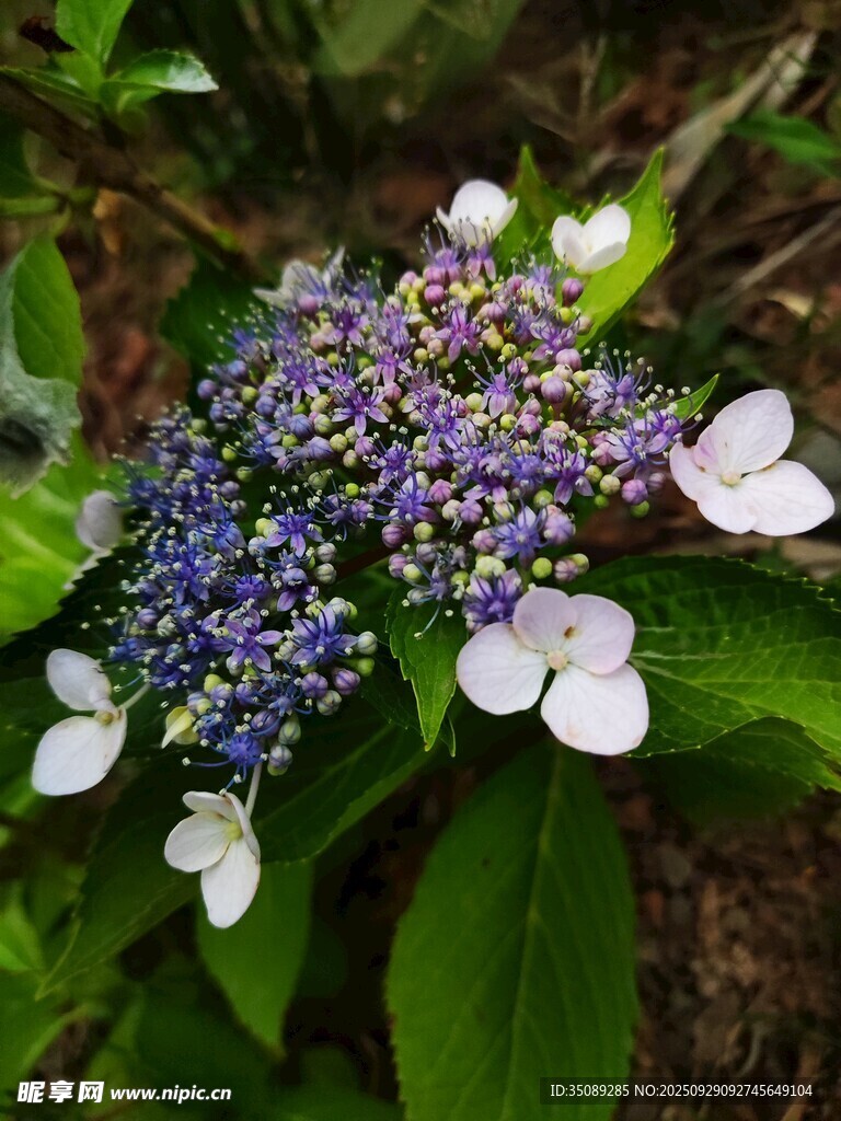 藍(lán)紫繡球花與白花綻放