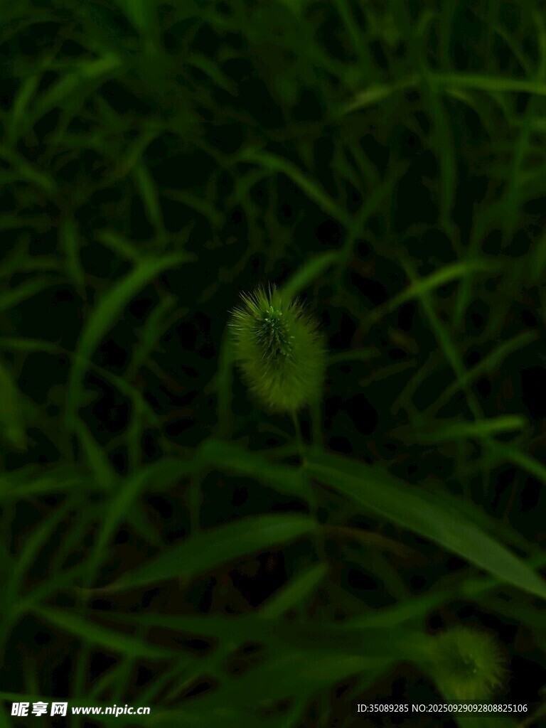 草叢中的嫩綠小花
