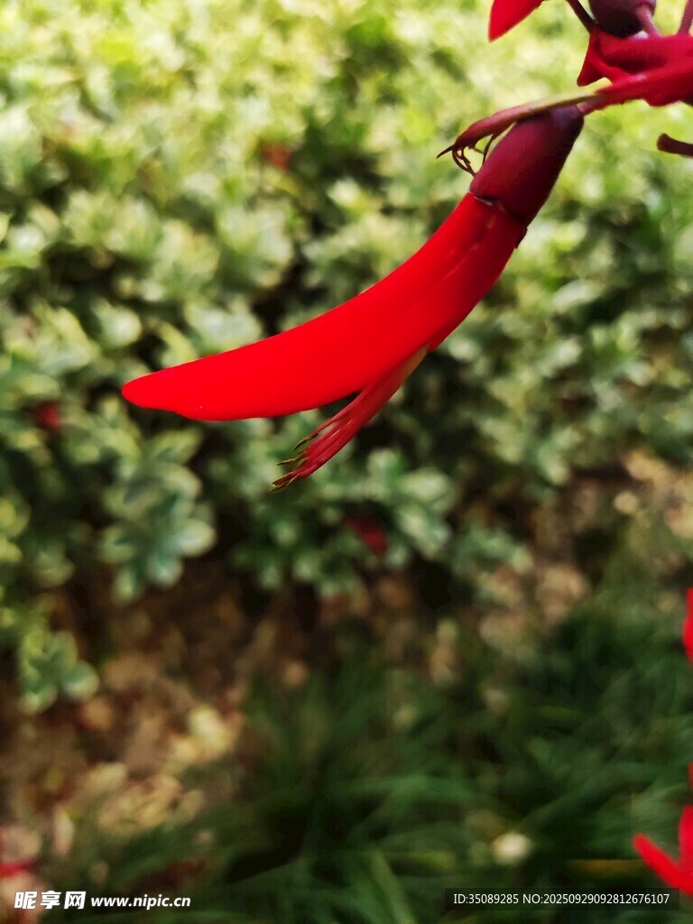 嬌艷紅花瓣綠意襯芳華