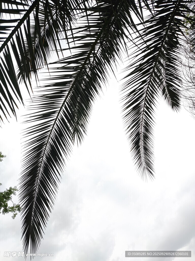 棕櫚枝葉映襯灰白天空