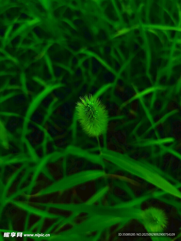 草叢中的嫩綠植物