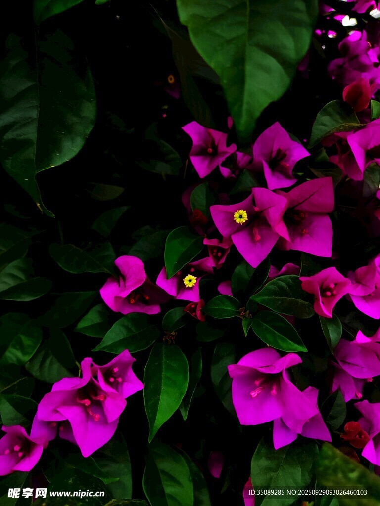 艷麗紫花綻放綠葉間