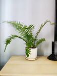 桌上蕨類綠植清新小景