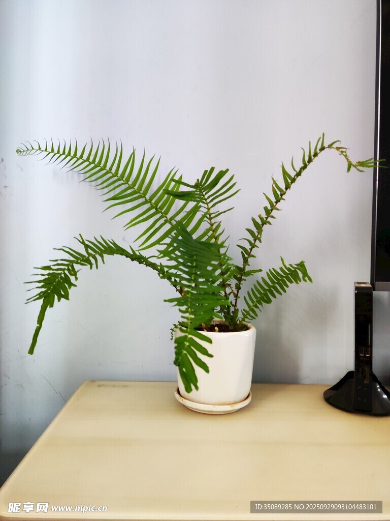 桌上蕨類綠植清新小景