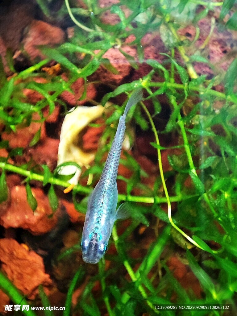 水草缸中的小魚和綠植