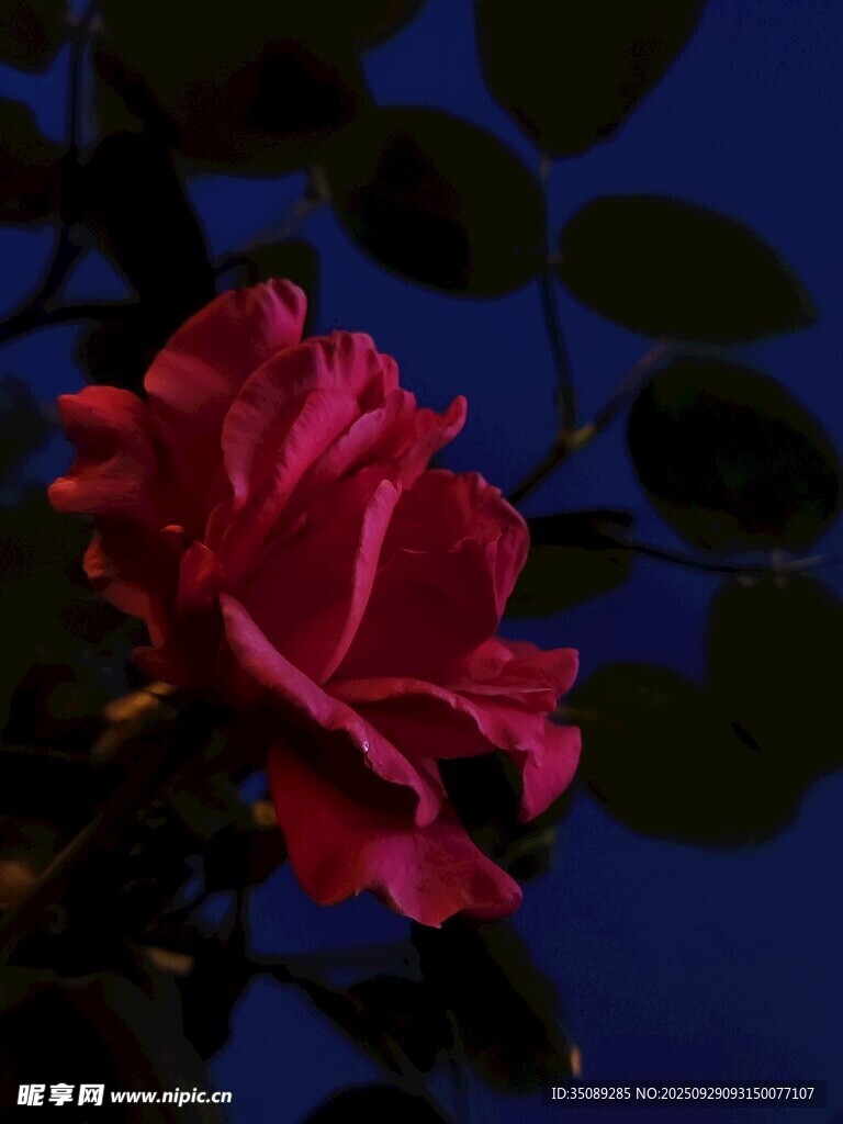 夜下嬌艷紅玫瑰