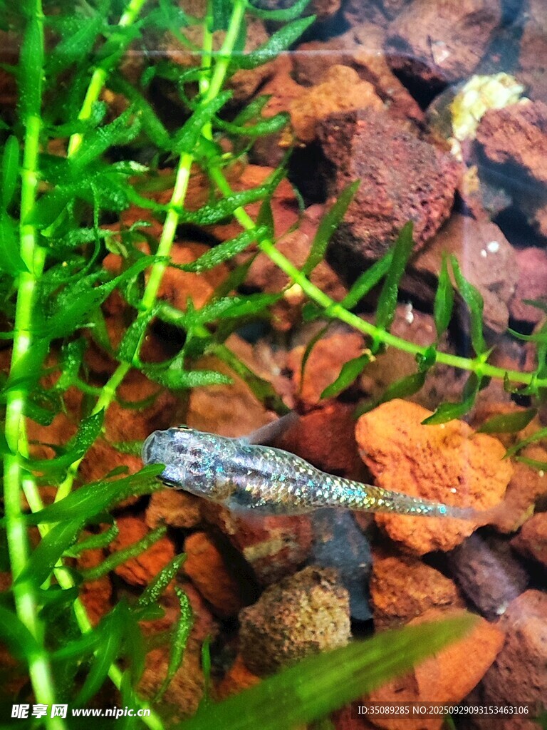 水族箱中的小魚與水草