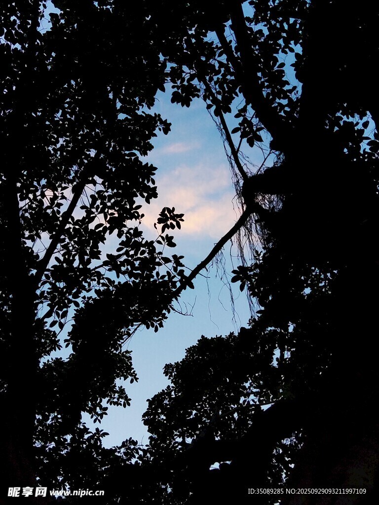 仰視林間天空的靜謐景象